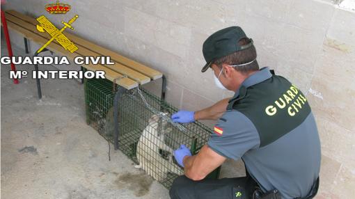 Imagen del conejo rescatado por la Guardia Civil