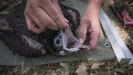 El pollo de buitre, en un momento del examen