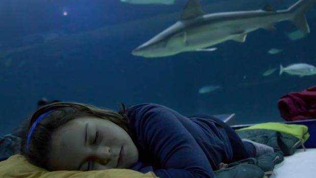 Una niña de la Escuela de Verano del Oceanogràfic duerme entre tiburones