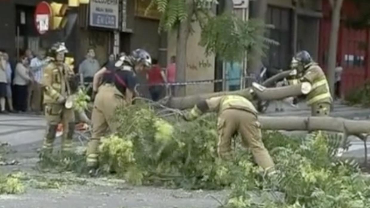 Los bomberos trocearon el árbol para poder retirarlo de la calzada. Medía 15 metros