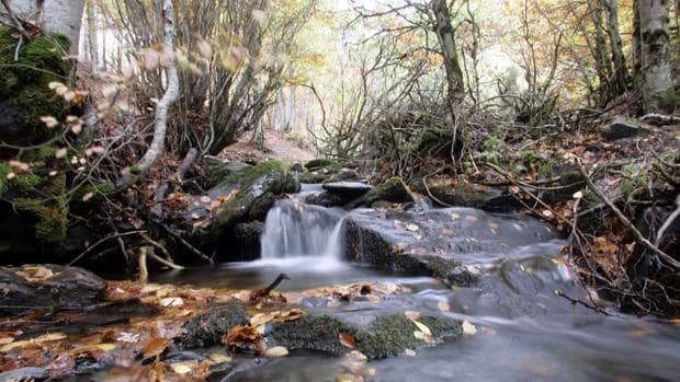 El parque natural de Hayedo de Tejera Negra destaca por la exhuberancia de sus paisajes