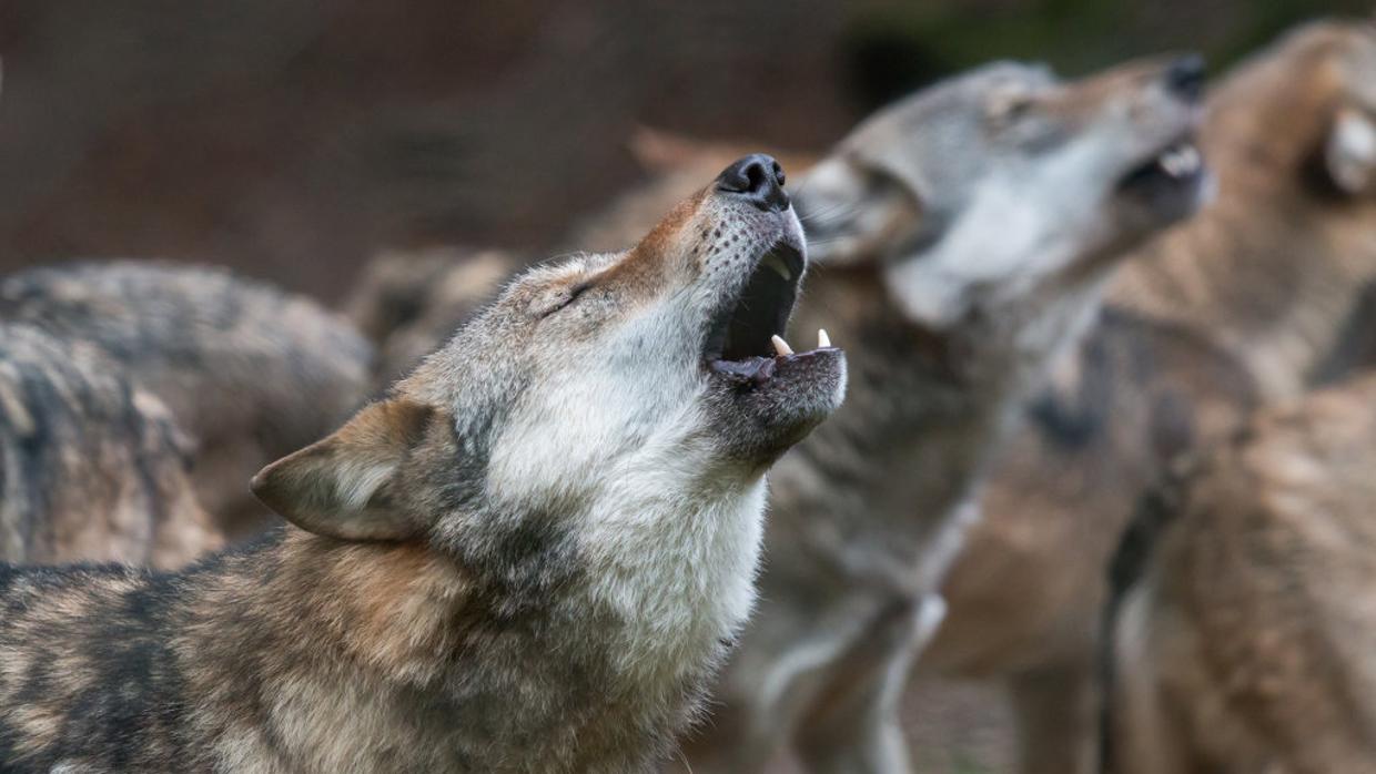 El lobo llevaba erradicado de la geografía aragonesa desde hace medio siglo