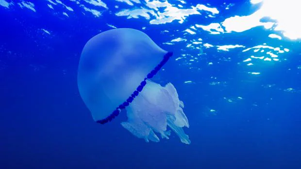 Imagen de una medusa Mediterranean jellyfish