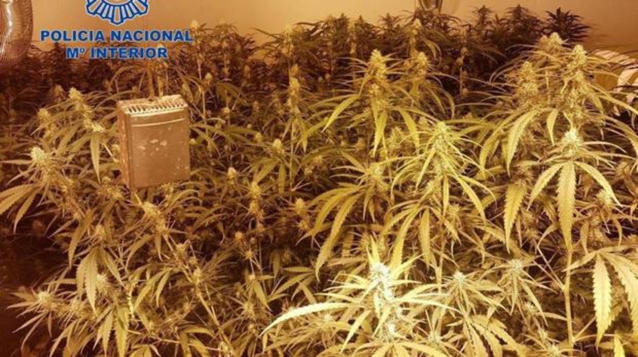 Plantas de marihuana intervenidas a la banda internacional en Alicante y Mutxamel