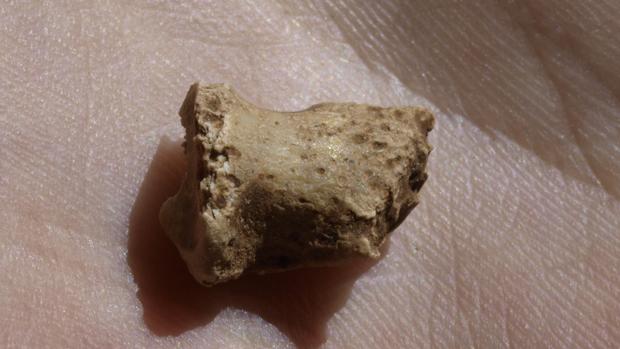 Fósil neandertal hallado en el yacimiento de la Galería de las Estatuas de la Cueva Mayor de Atapuerca