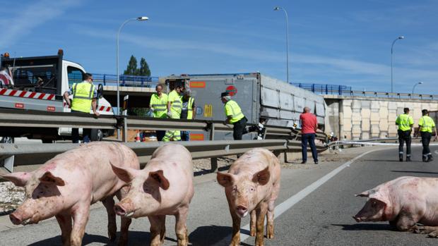 Un camión que trasportaba cerdos vuelca en una rotonda de Soria capital