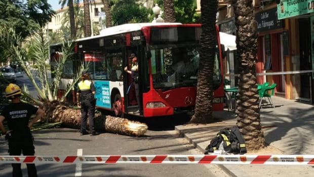 El autobús estrellado contra una palmera en la calle Calderón