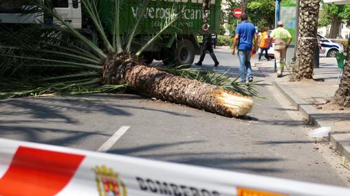 Palmera cortada por la mitad debido al impacto