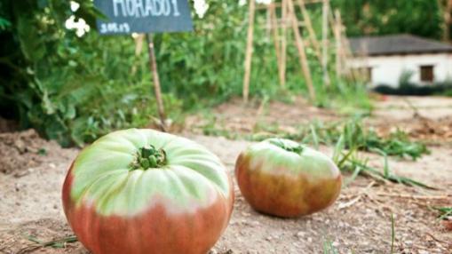 Tomates de La Huerta de Carabaña