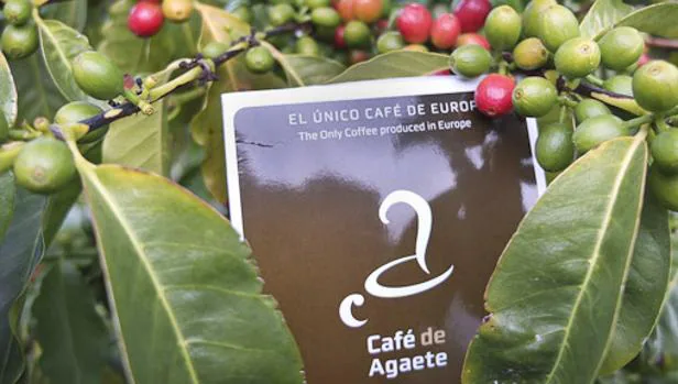 Café de Agaete se promociona como el único que se planta y produce en la UE