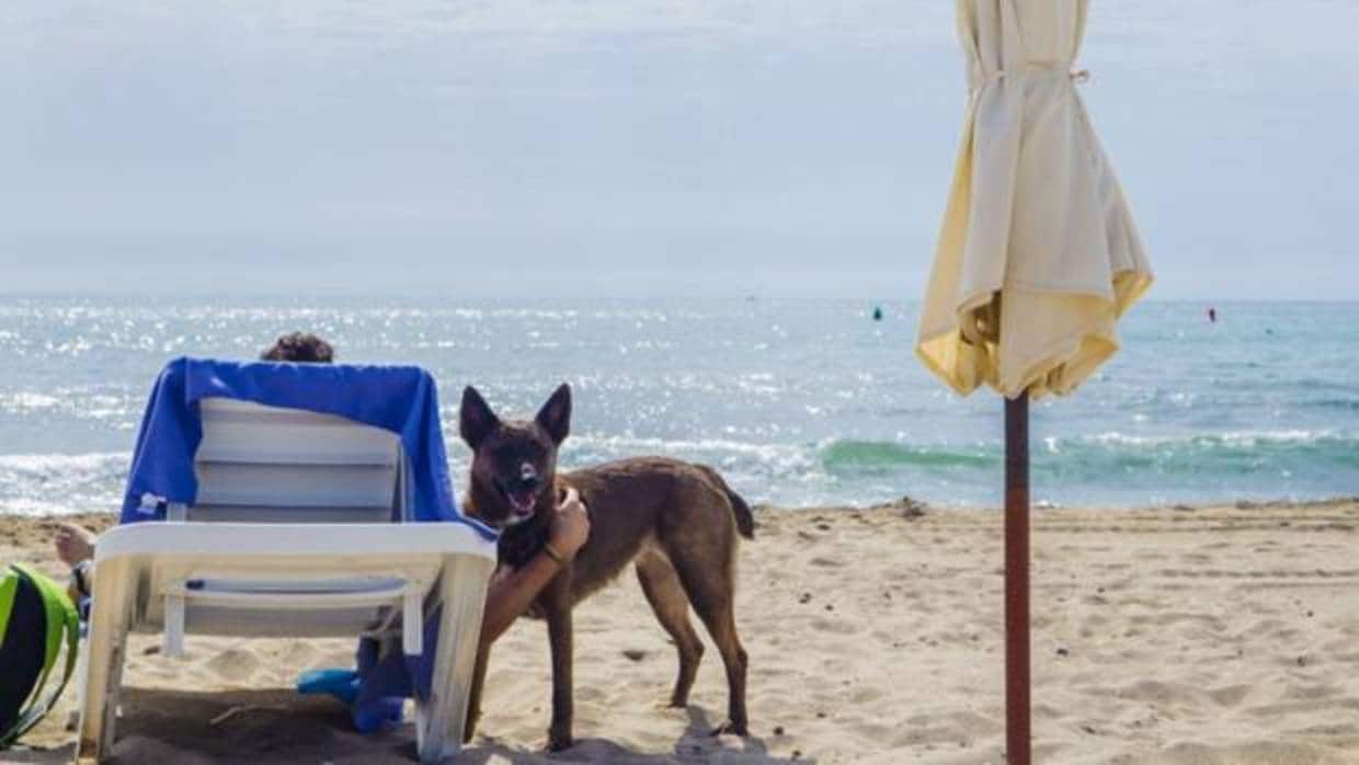 Imagen de la playa «doggy beach» en Alicante