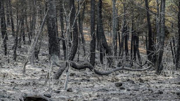 Perimetrado el incendio de Yeste en 32 kilómetros tras seis días de «duro» trabajo