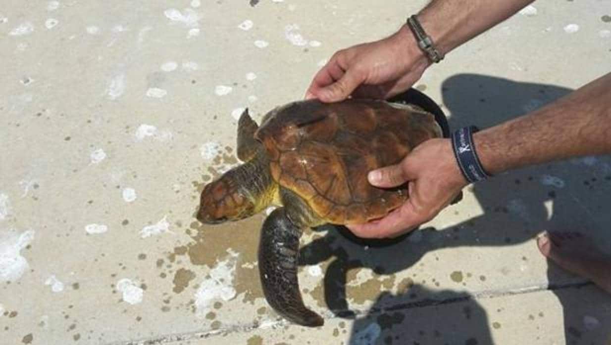 Imagen de la tortuga rescatada
