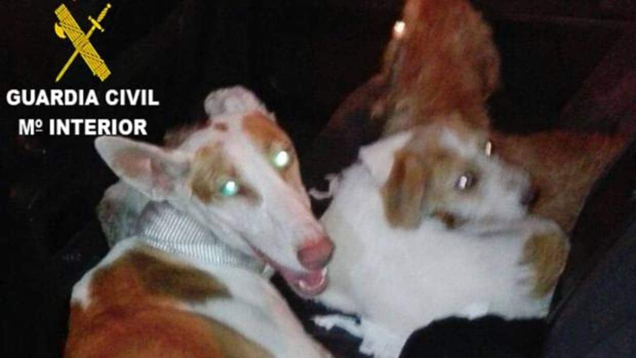 Imagen de los perros robados encontrados en el maletero del coche