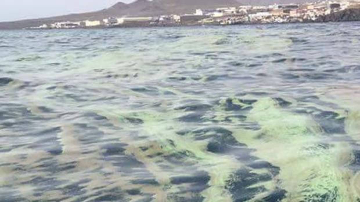 Algas tóxicas frente a Candelaria, Tenerife