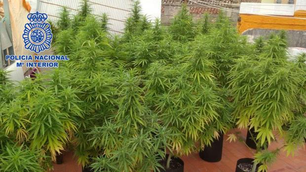 La Policía desmantela un punto de cultivo de marihuana en una azotea de Gandia