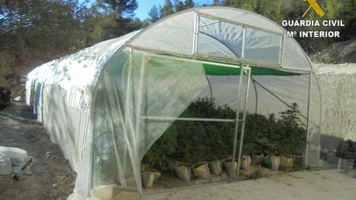 Invernadero de droga de la organización en la casa de Penáguila, Alicante