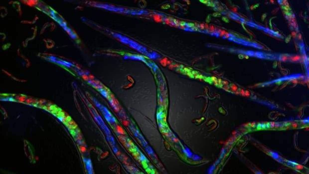Gusanos adultos de C. elegans con embriones en su interior
