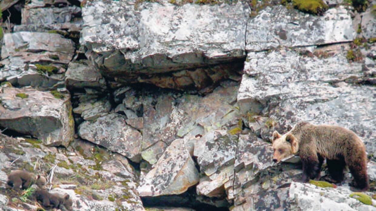 Un oso con sus crías en la Cordillera Cantábrica