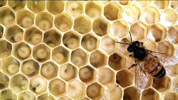 Detienen a dos vecinos de Montesa por envenenar a 16 millones de abejas