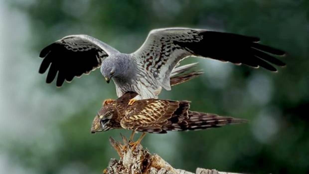 Ejemplar de aguilucho cenizo