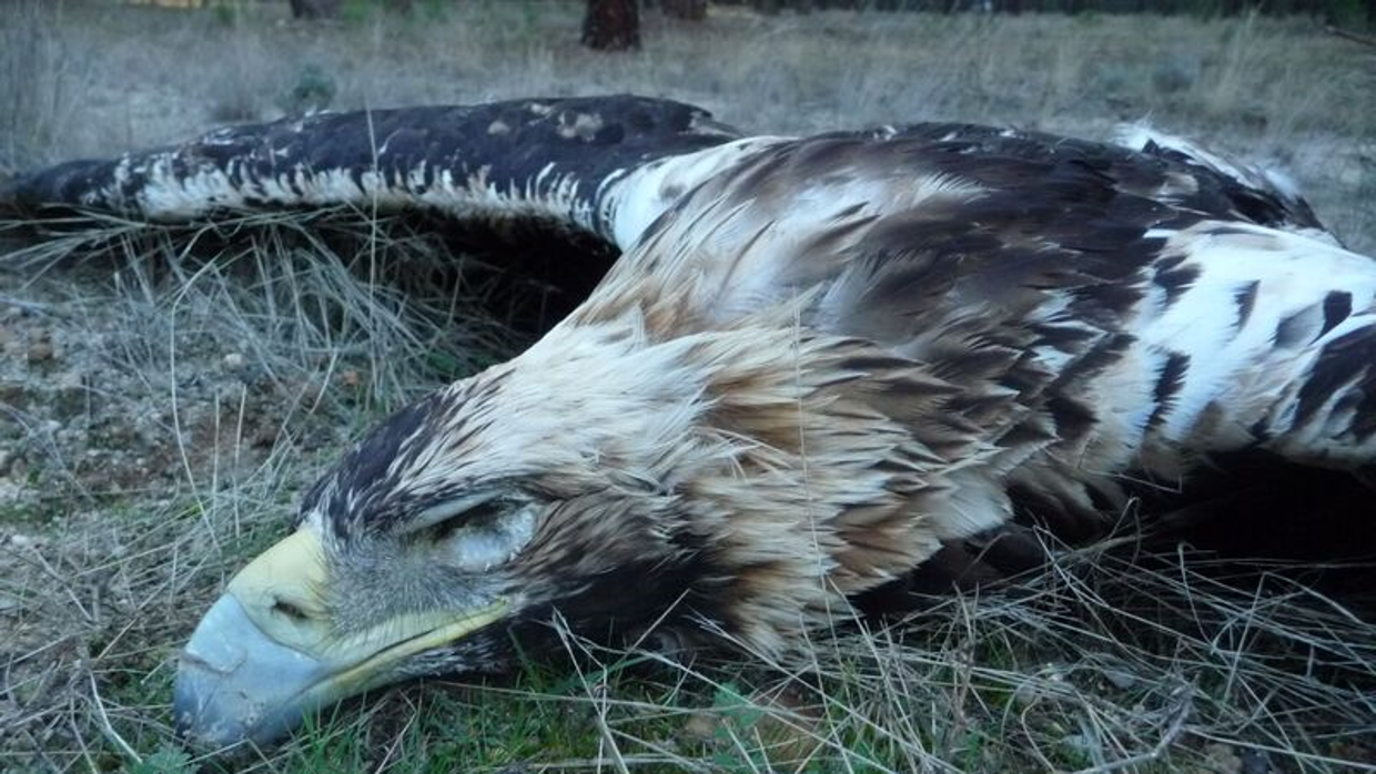 Plan especial para erradicar del campo los cebos envenenados