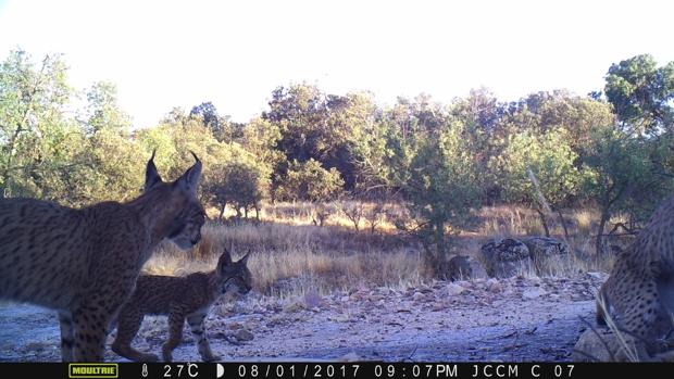 Nacen tres cachorros de lince ibérico en libertad en los Montes de Toledo