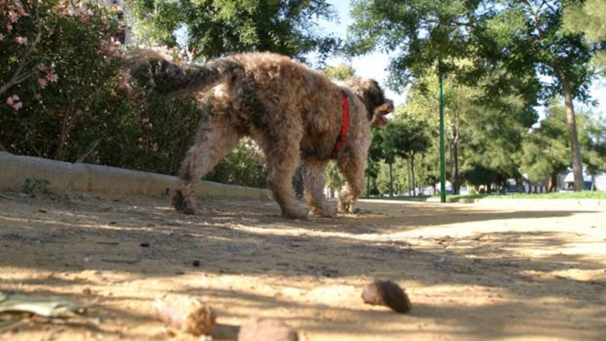 Imagen de archivo de un perro paseando por un parque