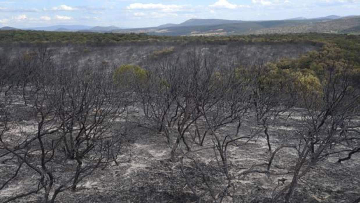 Restos calcinados del incendio que arrasó 700 hectáreas de bosque del Valle del Arlanza