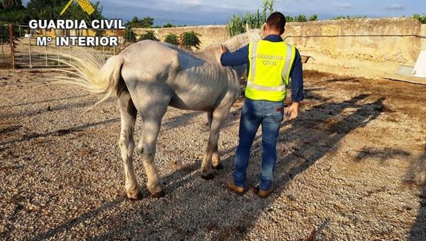 Detienen a un hombre por dejar a su caballo sin comida ni agua durante diez días