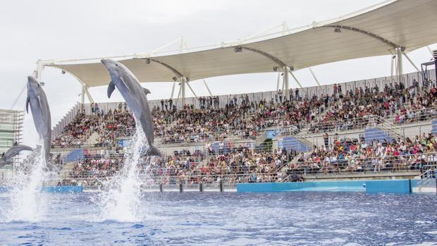 El Oceanogràfic superó el millón de visitantes antes de que acabara agosto