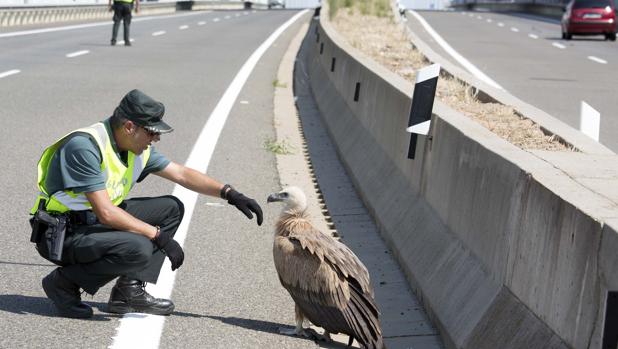 Cortan una carretera de Salamanca para salvar un pollo de buitre