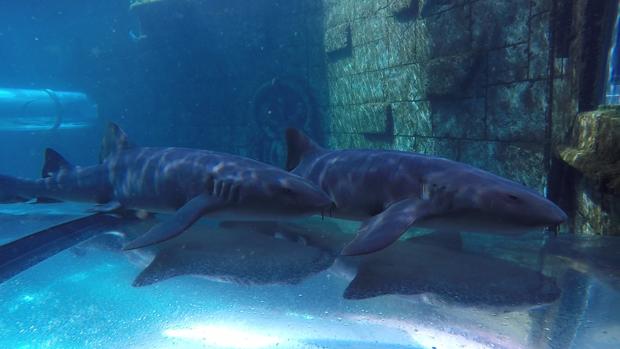 Los tiburones que podrás ver en «Poema del Mar»