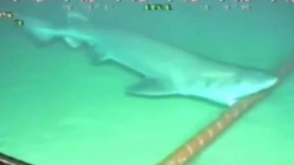 Uu tiburón intenta romper una funda de polietileno de un cable submarino cerca de Canarias