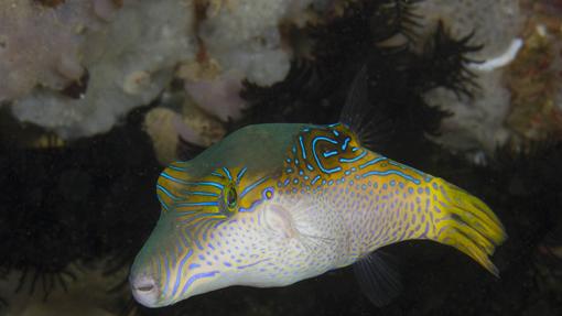 4 peces que te pueden matar al comerlos