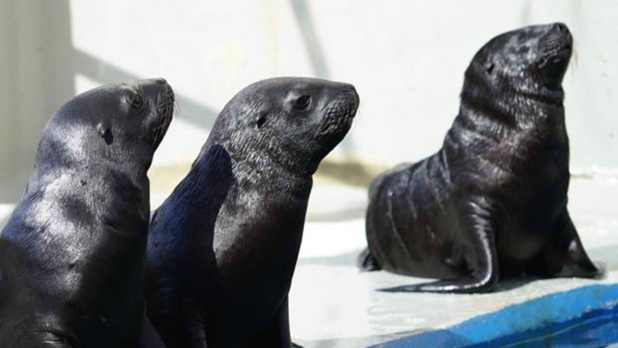 Imagen de los tres cachorros