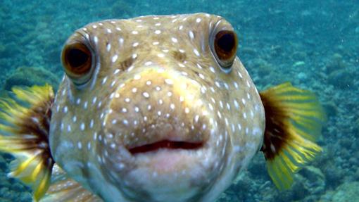 4 peces que te pueden matar al comerlos