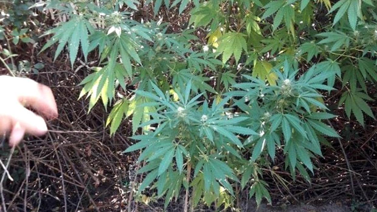 Plantación de marihuana hallada en la Casa de Campo