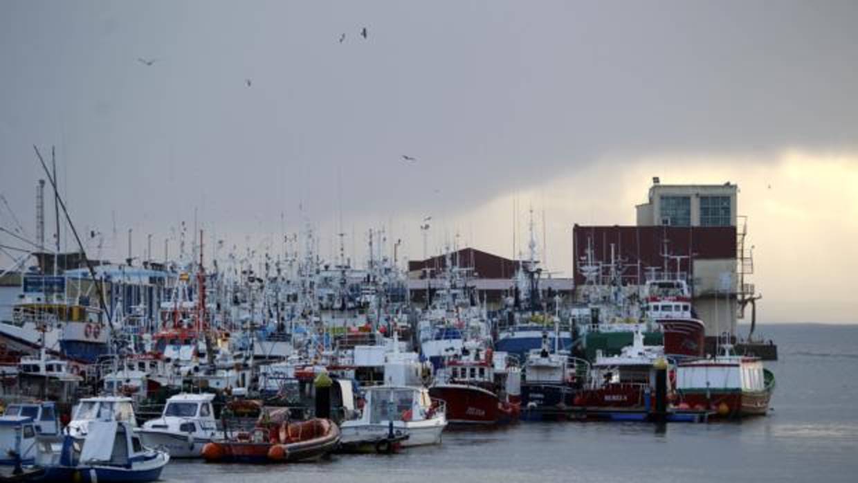 Pesqueros amarrados e el puerto pesquero del concello lucense de Burela