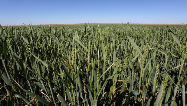 Buenas prácticas agrarias para combatir la contaminación difusa