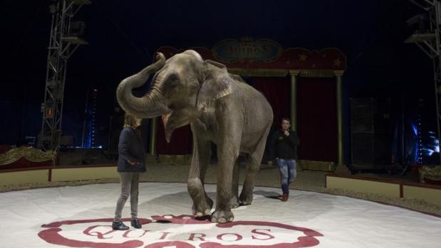 Luz verde a la ley que prohibirá los circos con animales salvajes