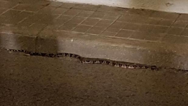 Una serpiente rey mexicana, por las calles de un pueblo de Madrid