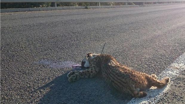 Muere un lince ibérico atropellado en Mazarambroz