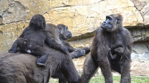 Imagen de la familia de gorilas