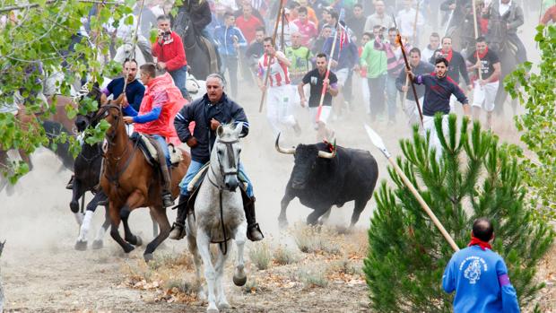 Desestimado el recurso de Tordesillas contra la Junta por prohibir el Toro de la Vega