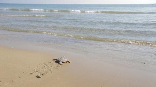 Imagen de la entrada al mar de una de las tortugas