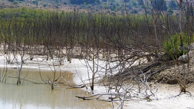 La cuenca del Segura tiene las reservas de agua más bajas de España con el 14%