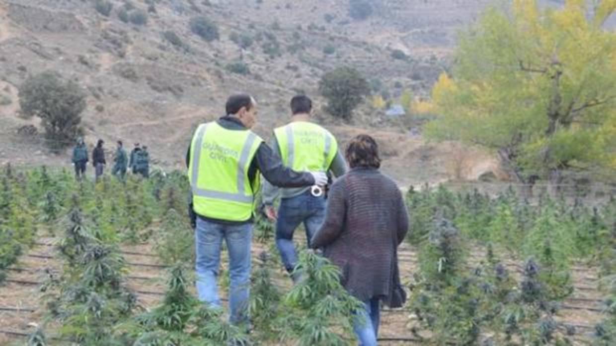 Los agentes, durante la operación que desarticuló este grupo de cultivadores de marihuana, hace un año
