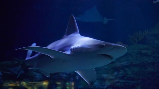 La mayor experta en tiburones del mundo comparte sus conocimientos en el Oceanogràfic