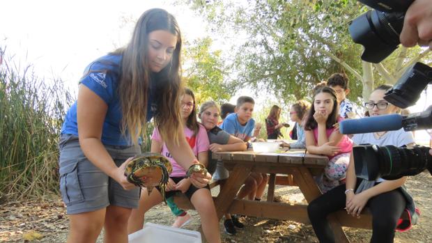 El Oceanogràfic de Valencia suelta diez galápagos autóctonos en el Parque de la Albufera